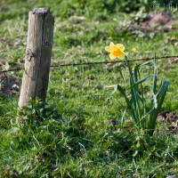 Daffodil